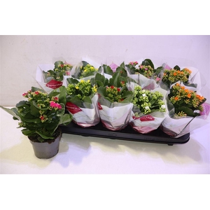 Kalanchoe Favorita 6 Colour Mix