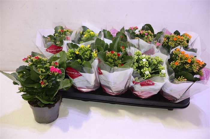 <h4>arr8 Kalanchoe Favorita 6 Colour Mix</h4>