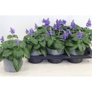 SALVIA MYSTY