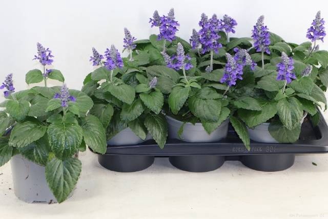 <h4>SALVIA MYSTY</h4>