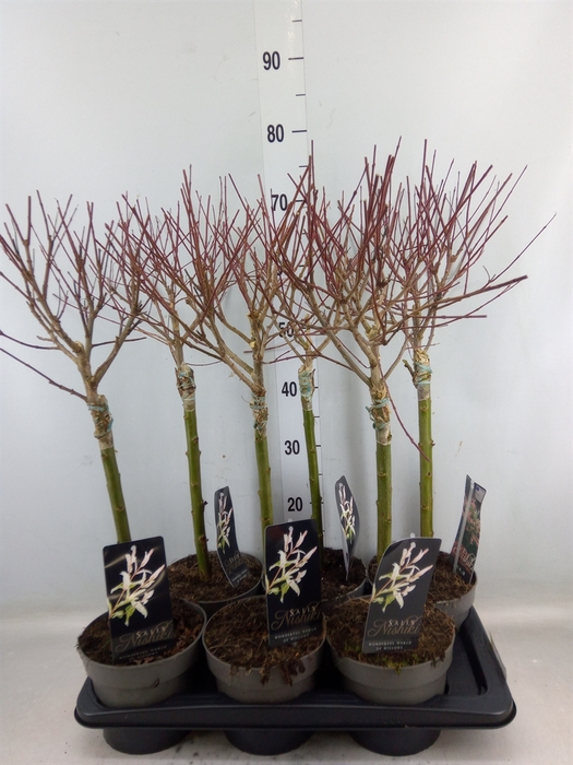 <h4>Salix integra 'Hakuro Nishiki'</h4>