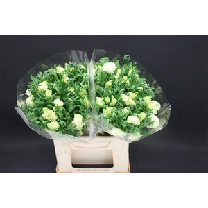 Anem Zwaar Pure White