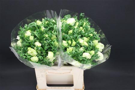 <h4>Anem Zwaar Pure White</h4>