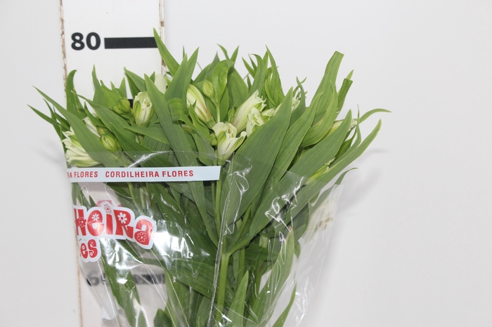 <h4>ALSTROEMERIA PRESTIGE 080 CM BRANCO</h4>