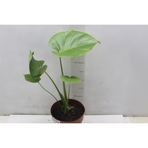 MONSTERA DELICIOSA P17