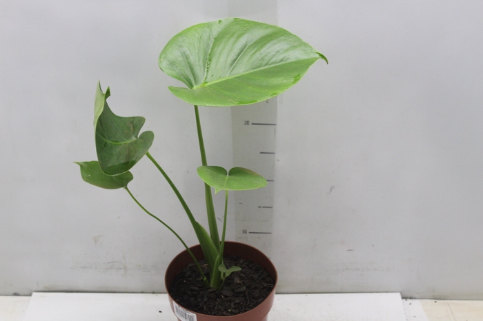 <h4>MONSTERA DELICIOSA P17</h4>