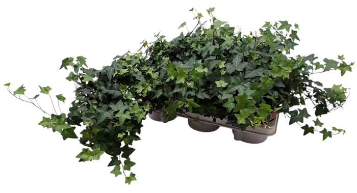 <h4>HED HE PITTSBURGH</h4>