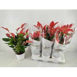 Anthurium Roja 17Ø 60cm 6fl