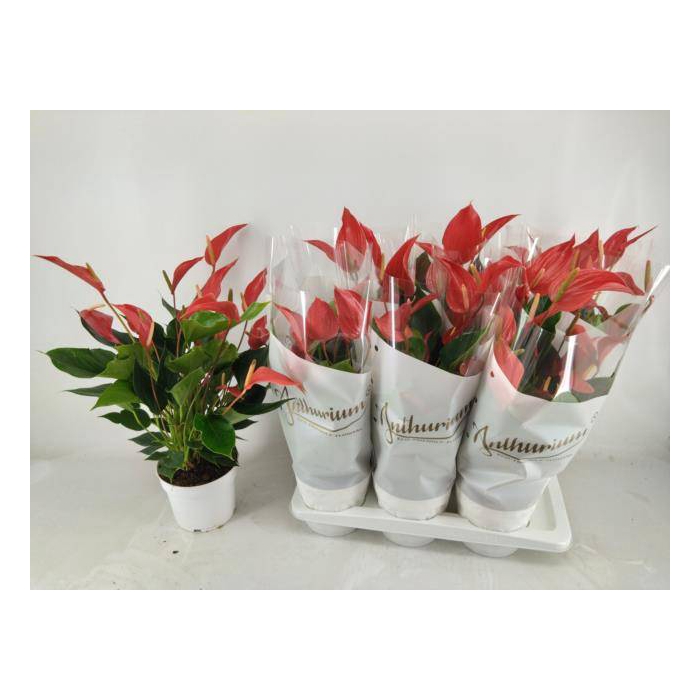 <h4>Anthurium Roja 17Ø 60cm 6fl</h4>