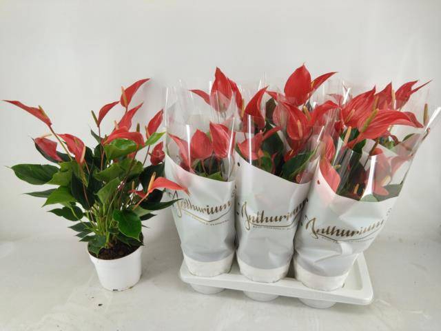 Anthurium Roja 17Ø 60cm 6fl