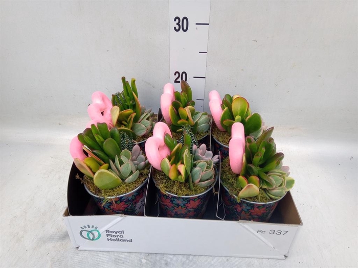 <h4>Arr.  Succulents L%</h4>