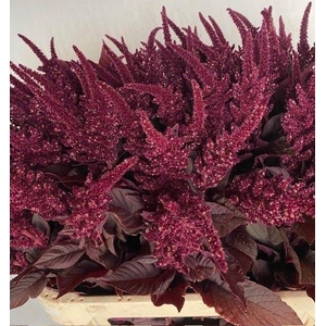 Amaranthus Cr Velvet