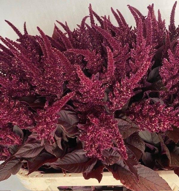 Amaranthus Cr Velvet