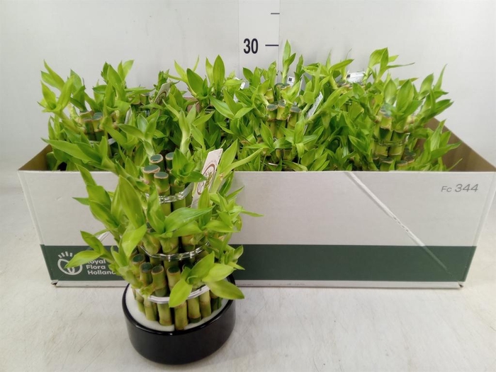 <h4>Dracaena sand. 'Lucky Bamboo' ..pyr</h4>