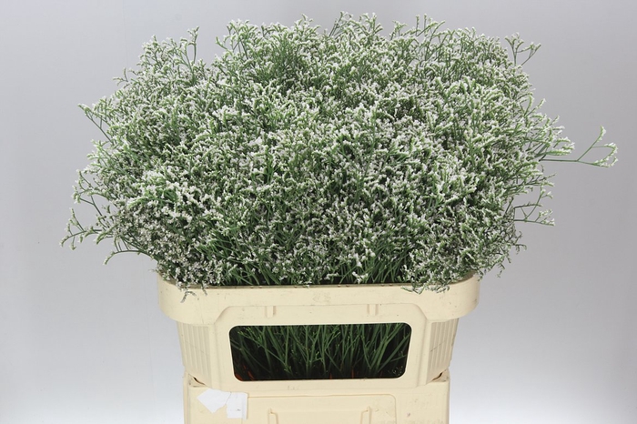 <h4>Lim. Casp White Neto</h4>