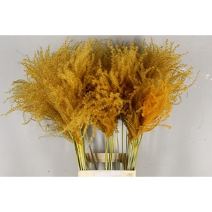 Dried miscanthus paint apricot