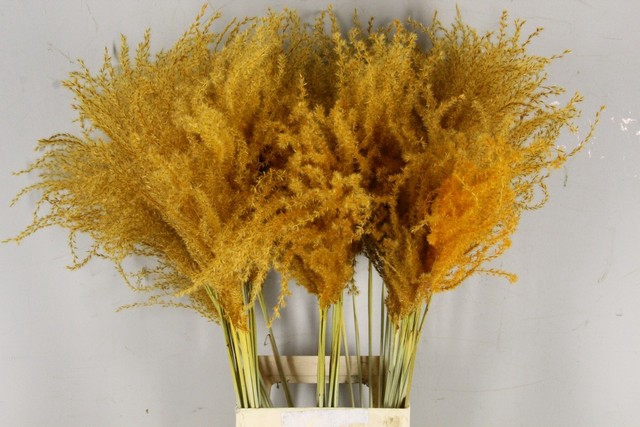 <h4>Dried miscanthus paint apricot</h4>