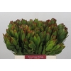 Leucadendron Goldstrike