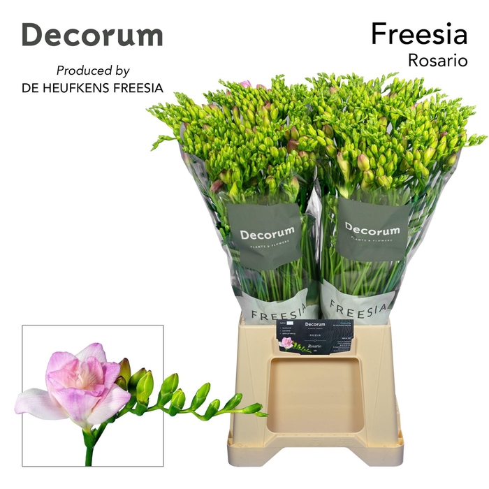 <h4>FR DU ROSARIO Rosario Decorum 26g</h4>