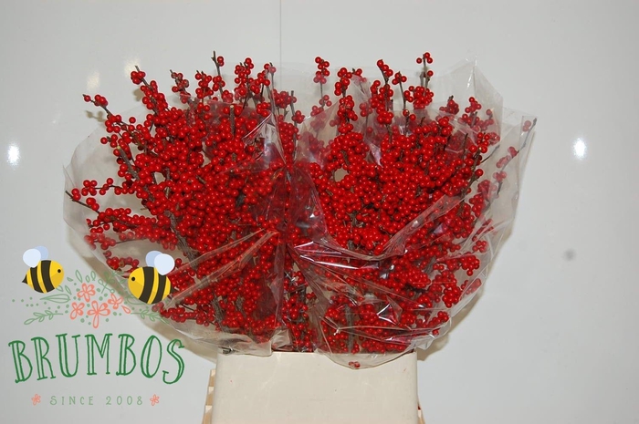 <h4>ILEX MAG CRIMSON</h4>