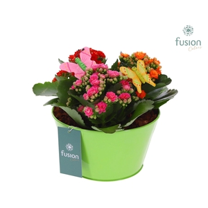 Zink schaal met Kalanchoe en vlinders