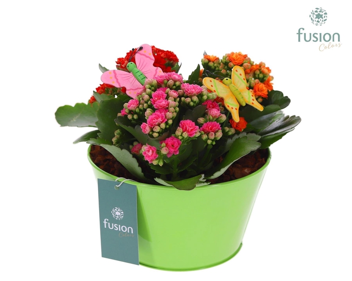 <h4>Zink schaal met Kalanchoe en vlinders</h4>