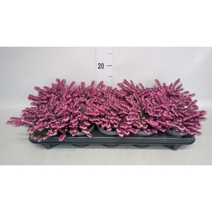 Erica darley. 'Kramer's Rote'