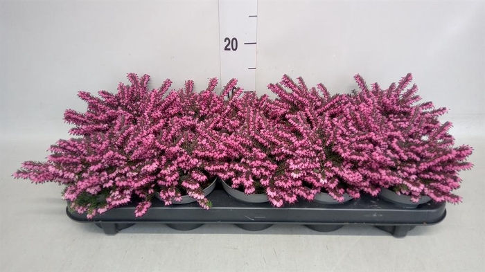 <h4>Erica darley. 'Kramer's Rote'</h4>