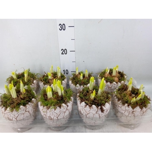 Arr.  Narcissus Tete Tete L%