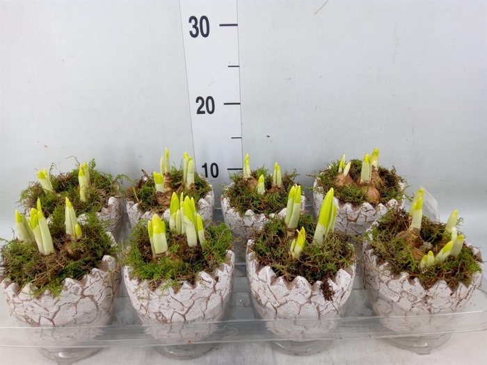 <h4>Arr.  Narcissus Tete Tete L%</h4>