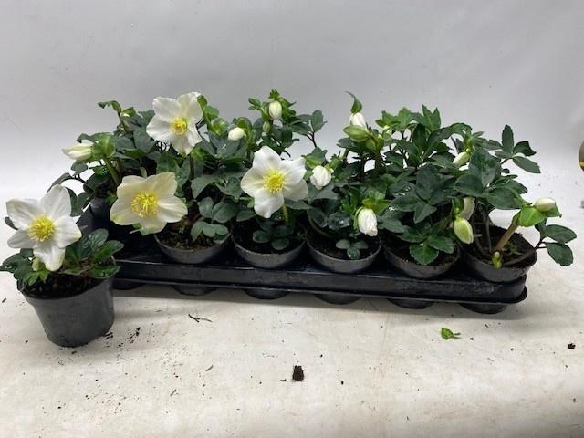 <h4>HELL NI LITTLE STAR</h4>