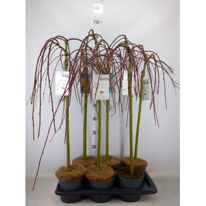 Salix caprea 'Kilmarnock'