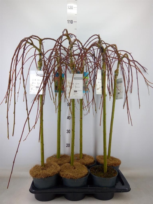 <h4>Salix caprea 'Kilmarnock'</h4>