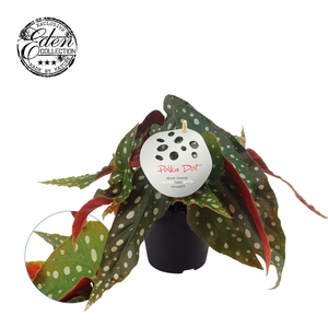 Begonia Maculata 12cm Duits etiket