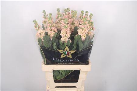 Matth Iron * Premium* Apricot