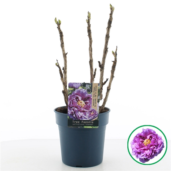 <h4>Paeonia suffruticosa Lavender C3 (19cm.)</h4>