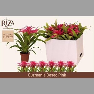 GUZM DESEO PINK