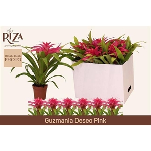 GUZM DESEO PINK
