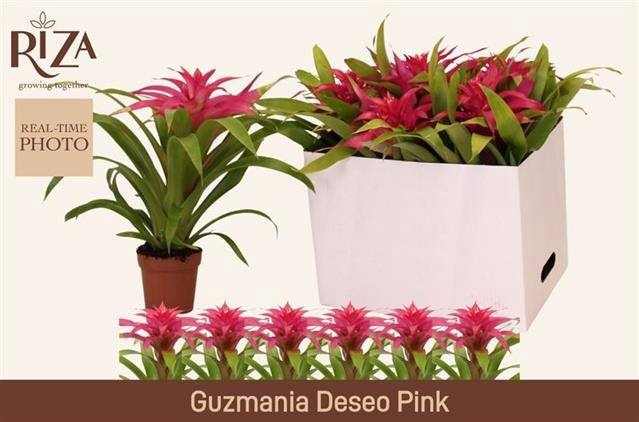 <h4>GUZM DESEO PINK</h4>