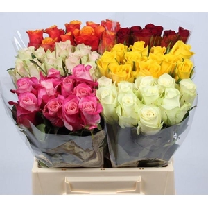 Rosa large mix in bucket