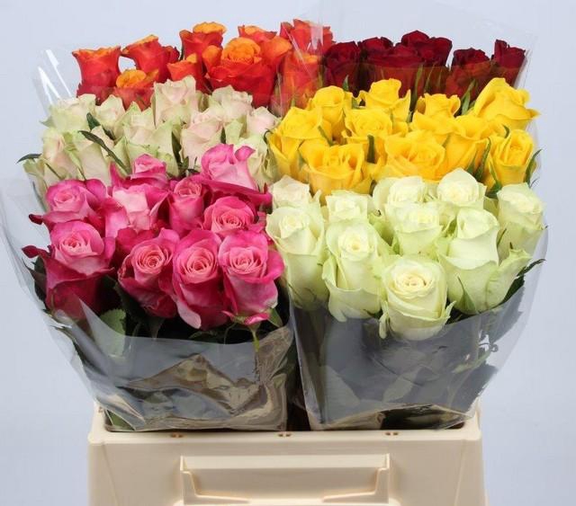 <h4>Rosa large mix in bucket</h4>