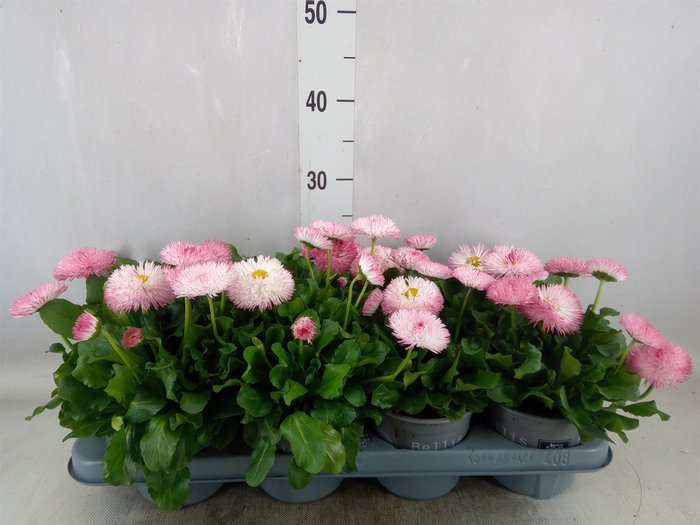 <h4>Bellis perennis 'Roggli Rose'</h4>