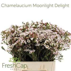 Chamelaucium Moonlight Delight