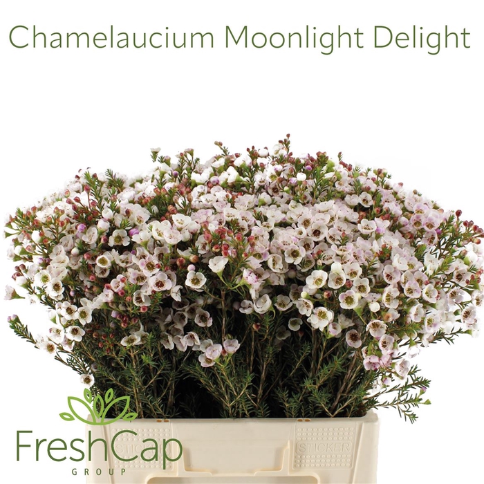 <h4>Chamelaucium Moonlight Delight</h4>