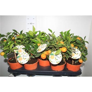 Citr X Microcarpa Mini Stem 9+