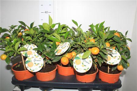 <h4>Citr X Microcarpa Mini Stem 9+</h4>