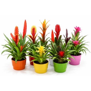 Bromelia Coupe Exotic 16CM Classic