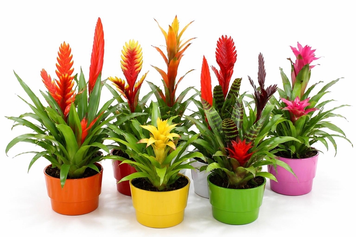<h4>Bromelia Coupe Exotic 16CM Classic</h4>