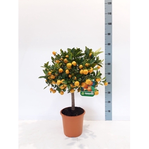 CITR MICROCARPA