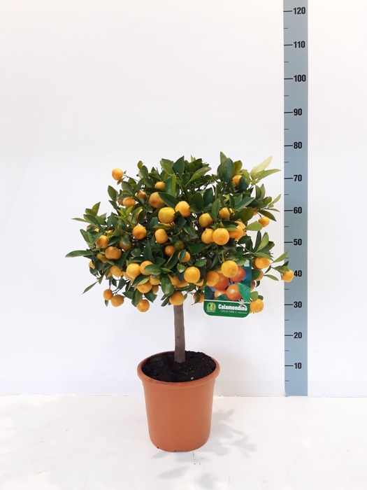 <h4>CITR MICROCARPA</h4>